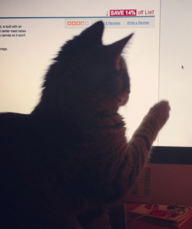 LuLu loves chasing the cursor on the computer screen.